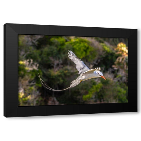 Caribbean-Little Tobago Island Red-billed tropicbird in flight  Black Modern Wood Framed Art Print with Double Matting by Jaynes Gallery