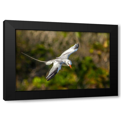 Caribbean-Little Tobago Island Red-billed tropicbird in flight  Black Modern Wood Framed Art Print with Double Matting by Jaynes Gallery