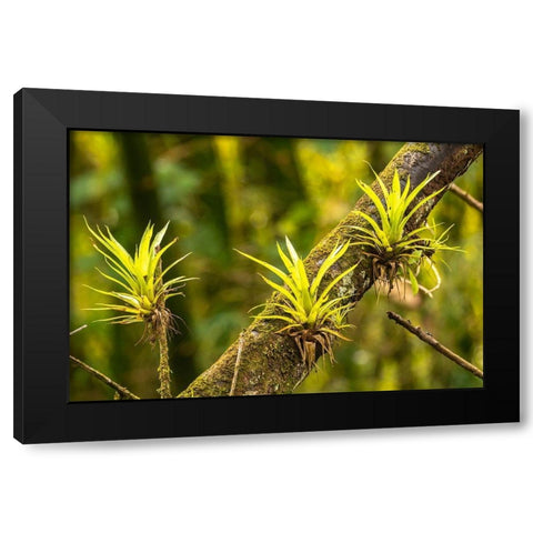 Caribbean-Trinidad-Asa Wright Nature Center Bromeliads growing on tree  Black Modern Wood Framed Art Print by Jaynes Gallery