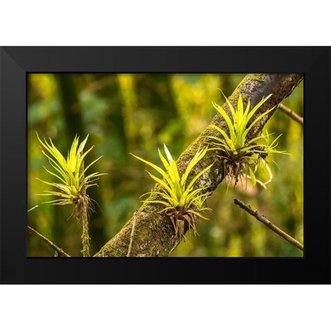 Caribbean-Trinidad-Asa Wright Nature Center Bromeliads growing on tree  Black Modern Wood Framed Art Print by Jaynes Gallery