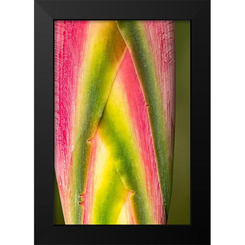 Caribbean-Trinidad-Asa Wright Nature Center Heliconia plant close-up  Black Modern Wood Framed Art Print by Jaynes Gallery