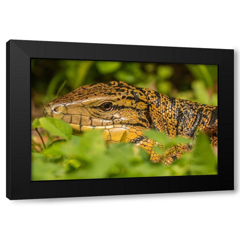 Caribbean-Trinidad-Asa Wright Nature Center Tegu lizard close-up  Black Modern Wood Framed Art Print with Double Matting by Jaynes Gallery