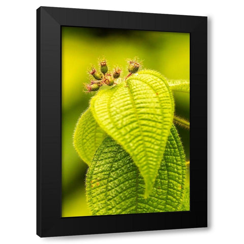 Caribbean-Trinidad-Asa Wright Nature Center Leaves and leaf buds  Black Modern Wood Framed Art Print by Jaynes Gallery
