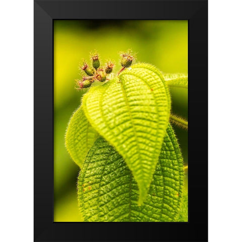 Caribbean-Trinidad-Asa Wright Nature Center Leaves and leaf buds  Black Modern Wood Framed Art Print by Jaynes Gallery