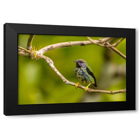 Caribbean-Trinidad-Asa Wright Nature Center Juvenile purple honeycreeper bird close-up  Black Modern Wood Framed Art Print by Jaynes Gallery