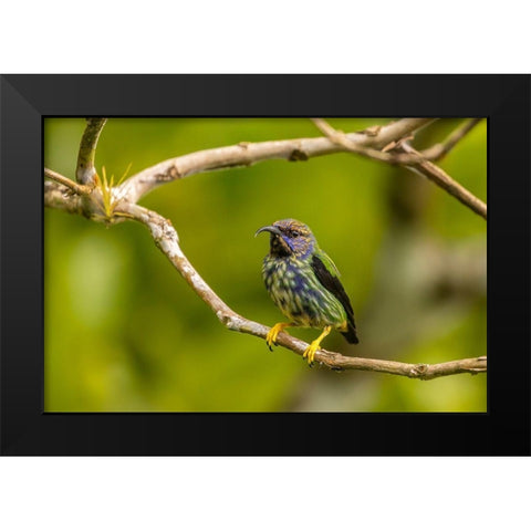 Caribbean-Trinidad-Asa Wright Nature Center Juvenile purple honeycreeper bird close-up  Black Modern Wood Framed Art Print by Jaynes Gallery