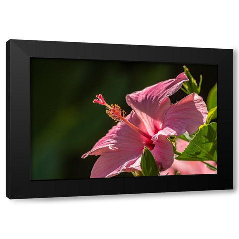 Caribbean-Trinidad-Asa Wright Nature Center Hibiscus blossom close-up  Black Modern Wood Framed Art Print by Jaynes Gallery