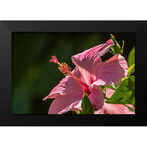 Caribbean-Trinidad-Asa Wright Nature Center Hibiscus blossom close-up  Black Modern Wood Framed Art Print by Jaynes Gallery
