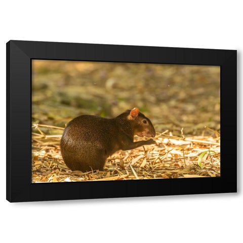 Caribbean-Trinidad-Asa Wright Nature Center Agouti eating  Black Modern Wood Framed Art Print by Jaynes Gallery