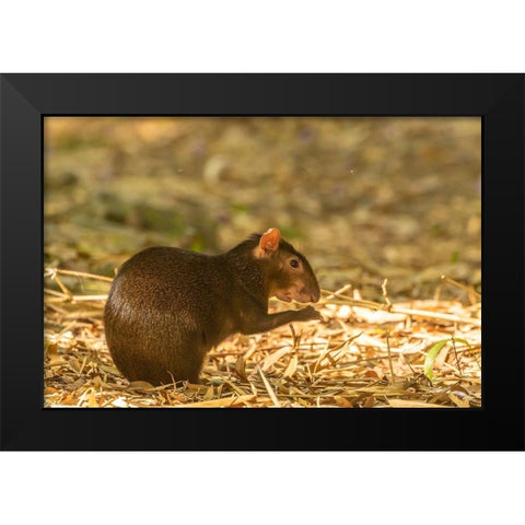 Caribbean-Trinidad-Asa Wright Nature Center Agouti eating  Black Modern Wood Framed Art Print by Jaynes Gallery