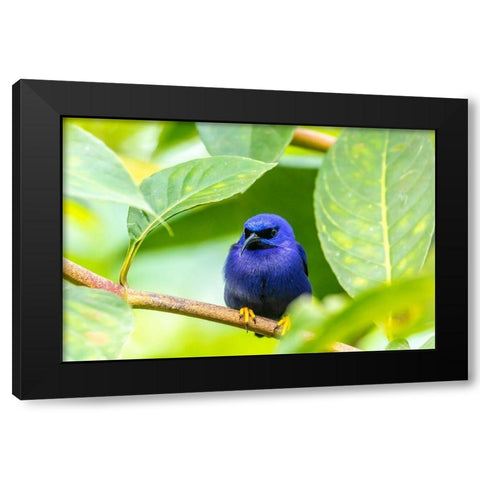 Caribbean-Trinidad-Asa Wright Nature Center Male purple honeycreeper on limb  Black Modern Wood Framed Art Print by Jaynes Gallery