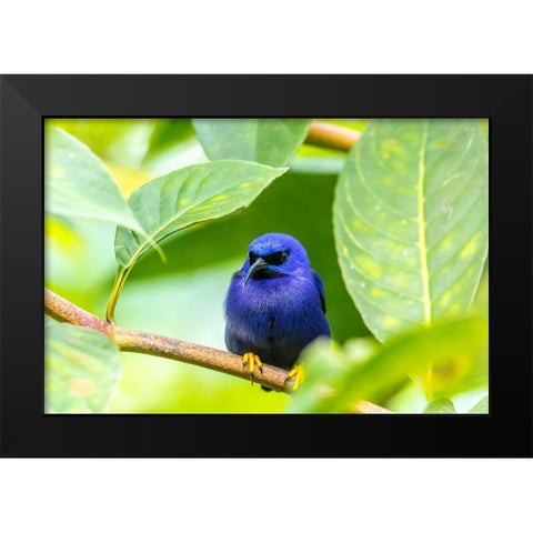 Caribbean-Trinidad-Asa Wright Nature Center Male purple honeycreeper on limb  Black Modern Wood Framed Art Print by Jaynes Gallery