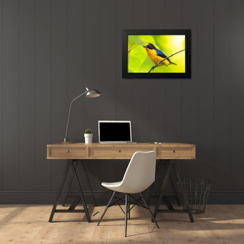 Caribbean-Trinidad-Asa Wright Nature Center Euphonia bird on limb  Black Modern Wood Framed Art Print by Jaynes Gallery