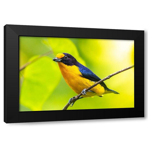 Caribbean-Trinidad-Asa Wright Nature Center Euphonia bird on limb  Black Modern Wood Framed Art Print by Jaynes Gallery