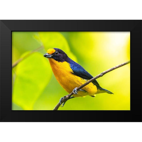 Caribbean-Trinidad-Asa Wright Nature Center Euphonia bird on limb  Black Modern Wood Framed Art Print by Jaynes Gallery