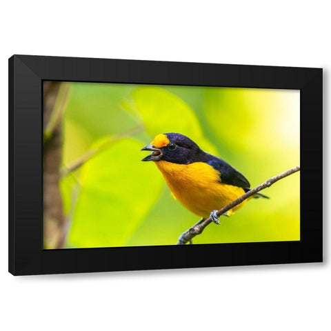 Caribbean-Trinidad-Asa Wright Nature Center Euphonia bird on limb calling  Black Modern Wood Framed Art Print by Jaynes Gallery