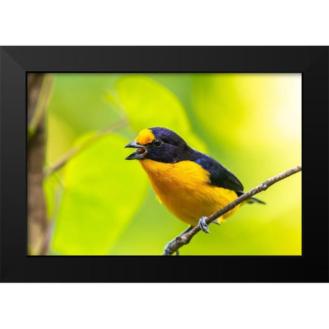 Caribbean-Trinidad-Asa Wright Nature Center Euphonia bird on limb calling  Black Modern Wood Framed Art Print by Jaynes Gallery