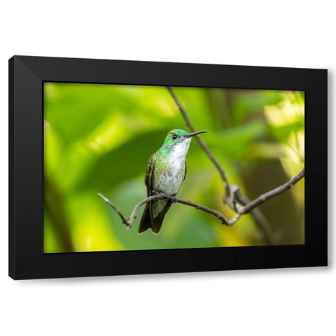 Caribbean-Trinidad-Asa Wright Nature Center White-chested emerald hummingbird on limb  Black Modern Wood Framed Art Print by Jaynes Gallery