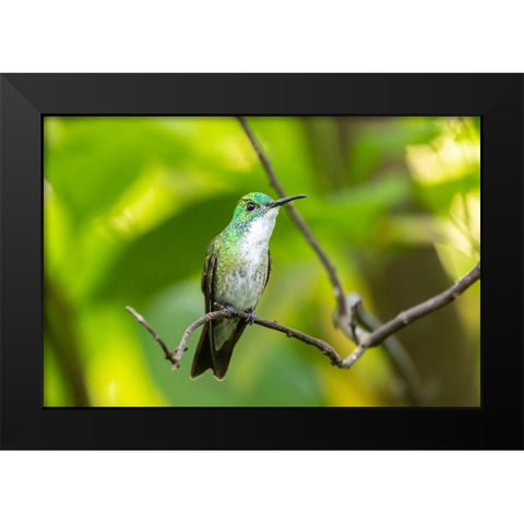 Caribbean-Trinidad-Asa Wright Nature Center White-chested emerald hummingbird on limb  Black Modern Wood Framed Art Print by Jaynes Gallery