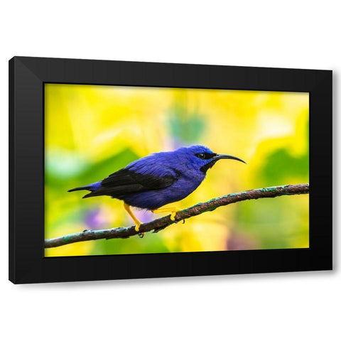 Caribbean-Trinidad-Asa Wright Nature Center Male purple honeycreeper on limb  Black Modern Wood Framed Art Print by Jaynes Gallery