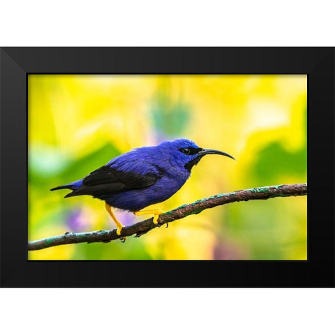 Caribbean-Trinidad-Asa Wright Nature Center Male purple honeycreeper on limb  Black Modern Wood Framed Art Print by Jaynes Gallery