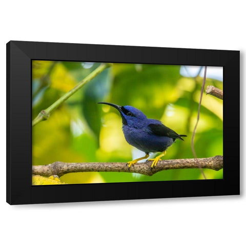 Caribbean-Trinidad-Asa Wright Nature Center Male purple honeycreeper on limb  Black Modern Wood Framed Art Print by Jaynes Gallery