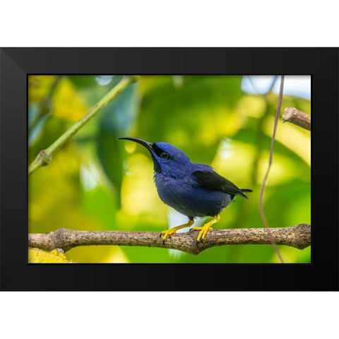 Caribbean-Trinidad-Asa Wright Nature Center Male purple honeycreeper on limb  Black Modern Wood Framed Art Print by Jaynes Gallery