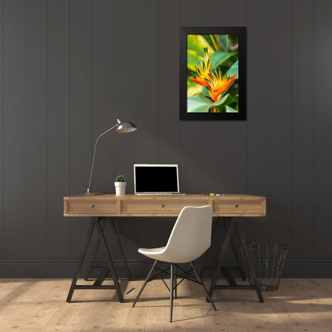 Caribbean-Trinidad-Asa Wright Nature Center Bird of paradise blossom  Black Modern Wood Framed Art Print by Jaynes Gallery