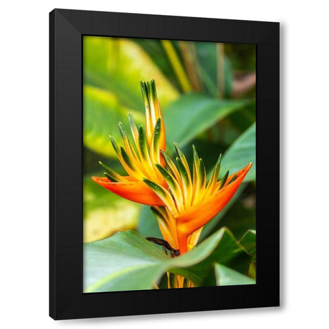 Caribbean-Trinidad-Asa Wright Nature Center Bird of paradise blossom  Black Modern Wood Framed Art Print by Jaynes Gallery