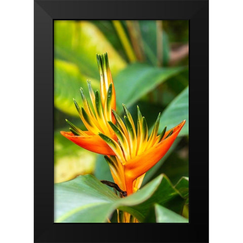 Caribbean-Trinidad-Asa Wright Nature Center Bird of paradise blossom  Black Modern Wood Framed Art Print by Jaynes Gallery