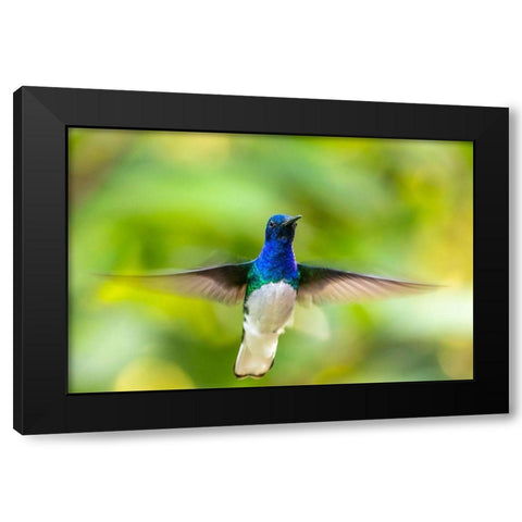 Caribbean-Trinidad-Asa Wright Nature Center Male white-necked jacobin hummingbird hovering  Black Modern Wood Framed Art Print by Jaynes Gallery
