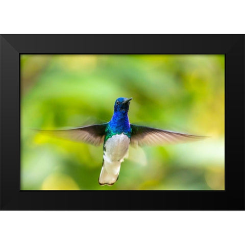 Caribbean-Trinidad-Asa Wright Nature Center Male white-necked jacobin hummingbird hovering  Black Modern Wood Framed Art Print by Jaynes Gallery
