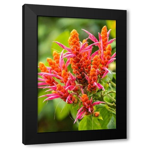 Caribbean-Trinidad-Asa Wright Nature Center Orange and pink flower blossoms  Black Modern Wood Framed Art Print by Jaynes Gallery