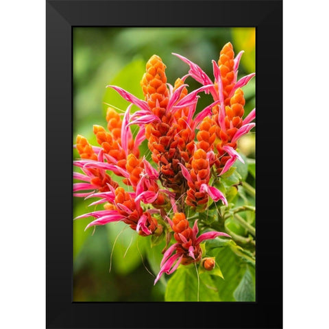 Caribbean-Trinidad-Asa Wright Nature Center Orange and pink flower blossoms  Black Modern Wood Framed Art Print by Jaynes Gallery