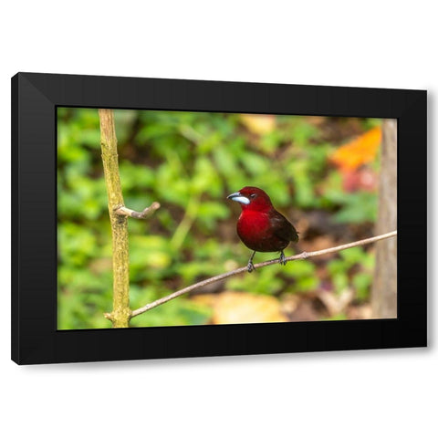 Caribbean-Trinidad-Asa Wright Nature Center Silver-beaked tanager bird on limb  Black Modern Wood Framed Art Print by Jaynes Gallery