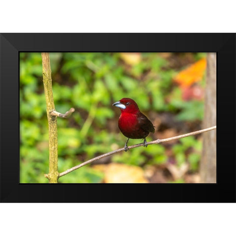 Caribbean-Trinidad-Asa Wright Nature Center Silver-beaked tanager bird on limb  Black Modern Wood Framed Art Print by Jaynes Gallery