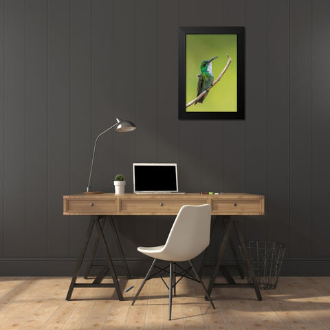 Caribbean-Trinidad-Asa Wright Nature Center White-chested emerald hummingbird on limb  Black Modern Wood Framed Art Print by Jaynes Gallery