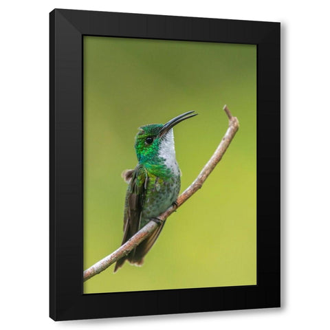 Caribbean-Trinidad-Asa Wright Nature Center White-chested emerald hummingbird on limb  Black Modern Wood Framed Art Print with Double Matting by Jaynes Gallery