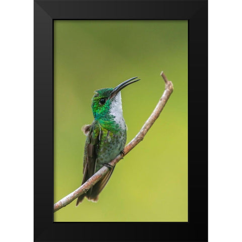 Caribbean-Trinidad-Asa Wright Nature Center White-chested emerald hummingbird on limb  Black Modern Wood Framed Art Print by Jaynes Gallery