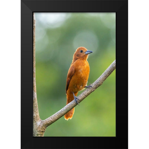 Caribbean-Trinidad-Asa Wright Nature Center Female white-lined tanager bird on limb  Black Modern Wood Framed Art Print by Jaynes Gallery