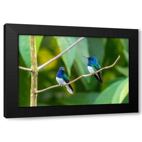 Caribbean-Trinidad-Asa Wright Nature Center Male white-necked jacobin hummingbirds on limb  Black Modern Wood Framed Art Print by Jaynes Gallery