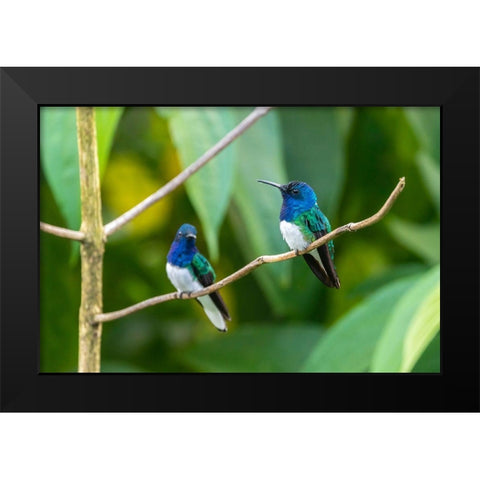 Caribbean-Trinidad-Asa Wright Nature Center Male white-necked jacobin hummingbirds on limb  Black Modern Wood Framed Art Print by Jaynes Gallery