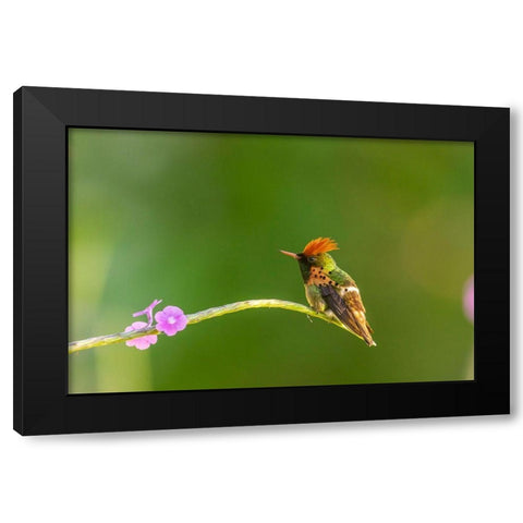 Caribbean-Trinidad-Asa Wright Nature Center Male tufted coquette hummingbird and vervine flower  Black Modern Wood Framed Art Print by Jaynes Gallery