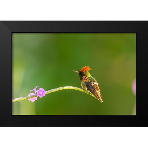 Caribbean-Trinidad-Asa Wright Nature Center Male tufted coquette hummingbird and vervine flower  Black Modern Wood Framed Art Print by Jaynes Gallery
