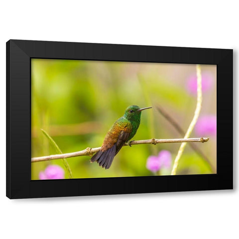 Caribbean-Trinidad-Asa Wright Nature Center Copper-rumped hummingbird on limb  Black Modern Wood Framed Art Print with Double Matting by Jaynes Gallery