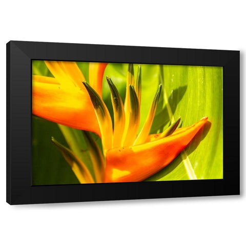 Caribbean-Trinidad-Asa Wright Nature Center Bird of paradise blossom  Black Modern Wood Framed Art Print with Double Matting by Jaynes Gallery
