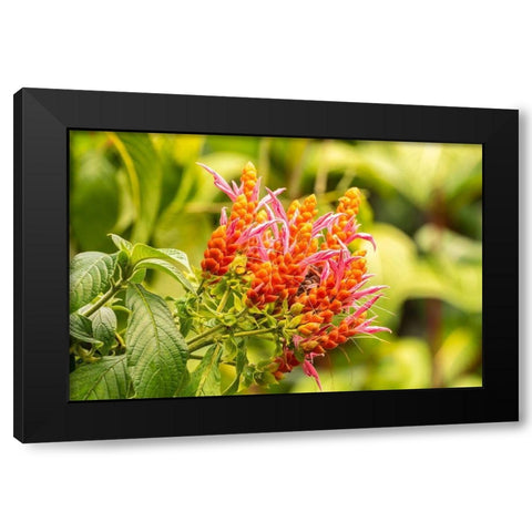 Caribbean-Trinidad-Asa Wright Nature Center Orange and pink flower blossoms  Black Modern Wood Framed Art Print with Double Matting by Jaynes Gallery