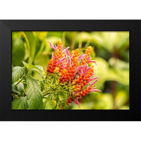 Caribbean-Trinidad-Asa Wright Nature Center Orange and pink flower blossoms  Black Modern Wood Framed Art Print by Jaynes Gallery
