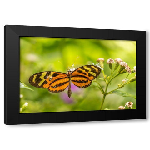 Caribbean-Trinidad-Asa Wright Nature Center Butterfly feeding  Black Modern Wood Framed Art Print with Double Matting by Jaynes Gallery