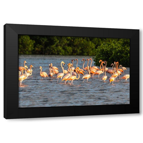 Caribbean-Trinidad-Caroni Swamp American greater flamingoes in water  Black Modern Wood Framed Art Print with Double Matting by Jaynes Gallery